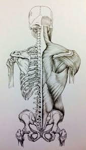 Human anatomy drawing drawing theory. Medical Drawings Buscar Con Google Human Anatomy Art Human Body Art Medical Drawings