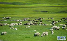 呼伦贝尔草原披绿装-新华网