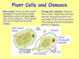 Maybe you would like to learn more about one of these? Starter Activity Answer The Following Question In Your Classwork Jotter What Type Of Fibres Are The Cell Walls Of Plants Made Of Name The Small Rings Ppt Video Online Download