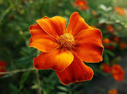 Marigold berasal dari mexico dan guatemala. Ingin Menanam Bunga Marigold Berikut Ini Langkah Langkahnya