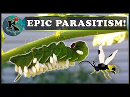 This wasp was helping our tomato plants out. Caterpillar Parasitism Parasitoid Wasps Tobacco Tomato Hornworm Koaw Nature Youtube