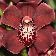 Image result for Monocymbium