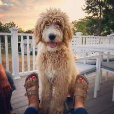 We're sorry, we do not have any puppies available right now. Past Litters Shoalcreek Goldens And Doodles Litter Goldendoodle Pets