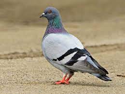 Our fundamental ideology of the pigeon way. Rock Pigeon Ebird