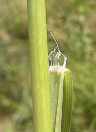 Image result for Leptochloa fusca