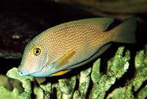 Image result for Oxyanthus strigosus