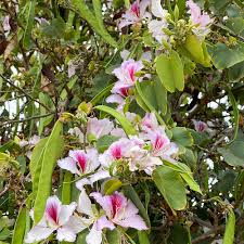 Image result for Bauhinia purpurea