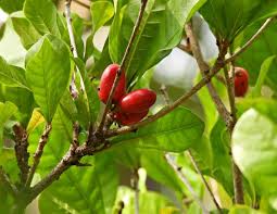 Image result for Synsepalum