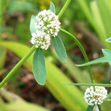 Image result for Spermacoce princeae