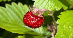Image result for Fragaria