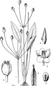 Image result for Butomopsis