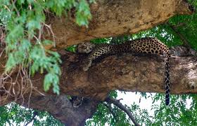 Image result for Tricliceras mossambicense