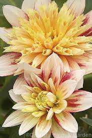 Dahlia Garden Show A Multi Color Anemone Flowered Group 2 Dahlia That Grows To Around 90cm Tall More Dahlia Photos Ast Dahlias Garden Dahlia Garden Show