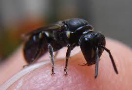 Check spelling or type a new query. Black Wasp With Yellow Face Stripes Hylaeus Bugguide Net
