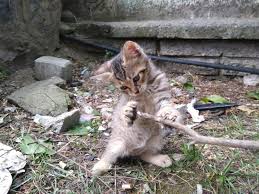 Zeynep Neva Timur Adli Kullanicinin Benim Kedilerim Panosundaki Pin Kedi Park