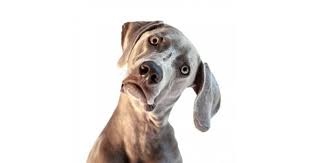 Waarom buigt mijn hond zijn kop? - Hondencentrum