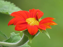 Image result for Tithonia rotundifolia
