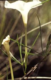 Image result for Ipomoea papilio