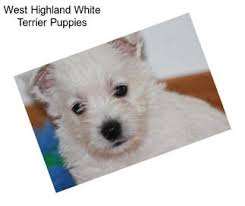 Gorgeous champion west highland white terrier puppies sophiemicheal550. West Highland White Terrier Terriers For Sale In Quebec Agriseek Com