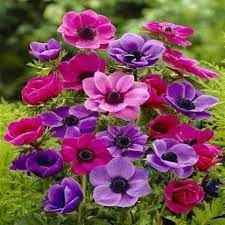 Pin On Plant Your Own Garden Decorate