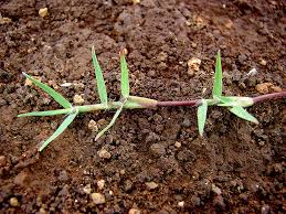 Image result for Cynodon aethiopicus