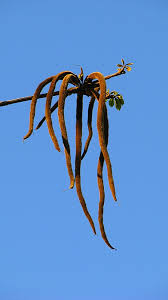 Image result for Handroanthus chrysotrichus