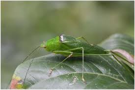 Grasshopper is the coding app for beginners. Globally Threatened Biodiversity Of The Eastern Arc Mountains And Coastal Forests Of Kenya And Tanzania