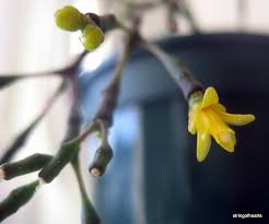 I have a drunkard's dream plant that i started from a twig when my son was born. Hatiora Salicorniodes Stringofhearts