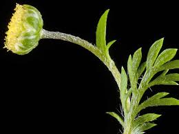 Image result for Cotula australis