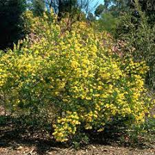 We did not find results for: Goodia Lotifolia Growing Native Plants