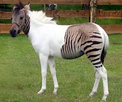 The marwari horse is a breed of royal historic horses that were created in india and showed their skills as war horses for centuries. à¤˜ à¤¡ à¤• à¤¬ à¤° à¤® 25 à¤° à¤šà¤• à¤¤à¤¥ à¤¯ Horse In Hindi Gazabhindi