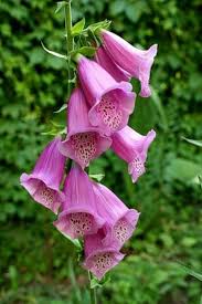Deadly Plants Which May Be Lurking In Your Garden In 2020 Foxglove Plant Foxglove Plants