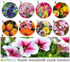 Yazlik Mevsimlik Cicek Isimleri Bahce Bitkiler Tarim Agaclar Cicekler Hakkinda Bilgiler