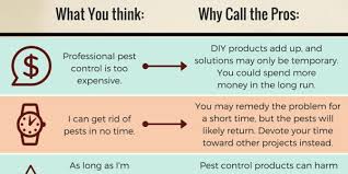 When to call an exterminator. Pest Control Advice Diy Vs Professional Plunkett S Pest Control