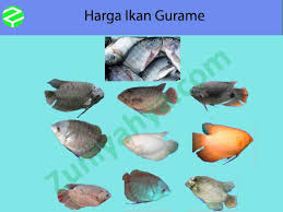 Ikan tenggiri adalah salah satu jenis ikan laut yang banyak disukai masyarakat indonesia. Harga Dan Jenis Ikan Tenggiri Paling Diminati Dan Terlengkap 2021