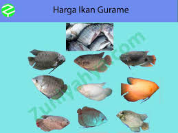 Setelah itu saus yang disangrai tadi di taburi ataupun siram di atas ikan gurame yang sudah disiapkan dipiring saji hingga merata. Daftar Harga Ikan Gurame Terbaru 2021 Lengkap Semua Jenis Gurame