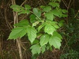 Image result for Aceraceae