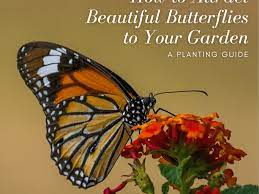Growing host plants for caterpillars in the garden is not necessarily guaranteed to attract the relevant butterflies, but butterflies do breed in gardens, so it is worth experimenting with different host plants to see which species might find your garden suitable. How To Encourage Butterflies To Visit Your Garden Dengarden