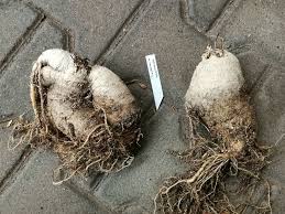 Image result for Trochomeria macrocarpa