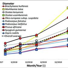 Image result for Ocotea kenyensis