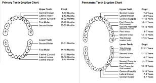 child tooth eruption chart both baby and permanent