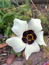 Image result for Hibiscus tridactylites