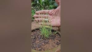 Image result for Microchloa