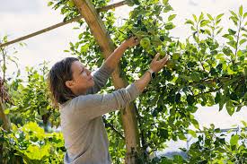 The following is a list of widely known trees and shrubs. 10 Tips For Growing Fruit Trees At Home