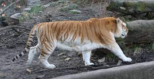 A golden tabby tiger has an extremely rare color variation caused by a recessive gene and is currently only found in captive tigers. Golden Tiger Wikipedia