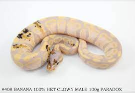 Pin On Paradox Ball Pythons