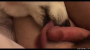 Dog licks owners cock