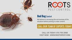 Contact us we are one of the best in providing pest control services in brampton. 26 Bed Bugs Contol Ideas Bed Bugs Pest Control Bugs