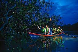 The kuala selangor nature park (ksnp; Kuala Selangor Firefliestour Tripcarte Asia From Rm 16 Only