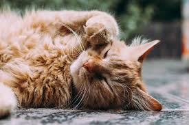 We will also explore options for how to make a skinny cat gain weight. Why Is My Cat Fat And How Can I Help Them Lose Weight